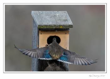 Wood duck female flight 2c copy.jpg